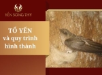 Tổ yến được hình thành như thế nào? Quy trình xây tổ của chim Yến