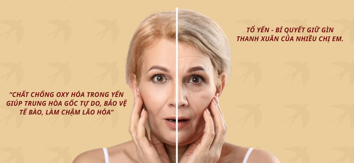 Tốc độ lão hóa có thể thay đổi rõ rệt nhờ các thành phần chống oxy hóa có trong yến sào