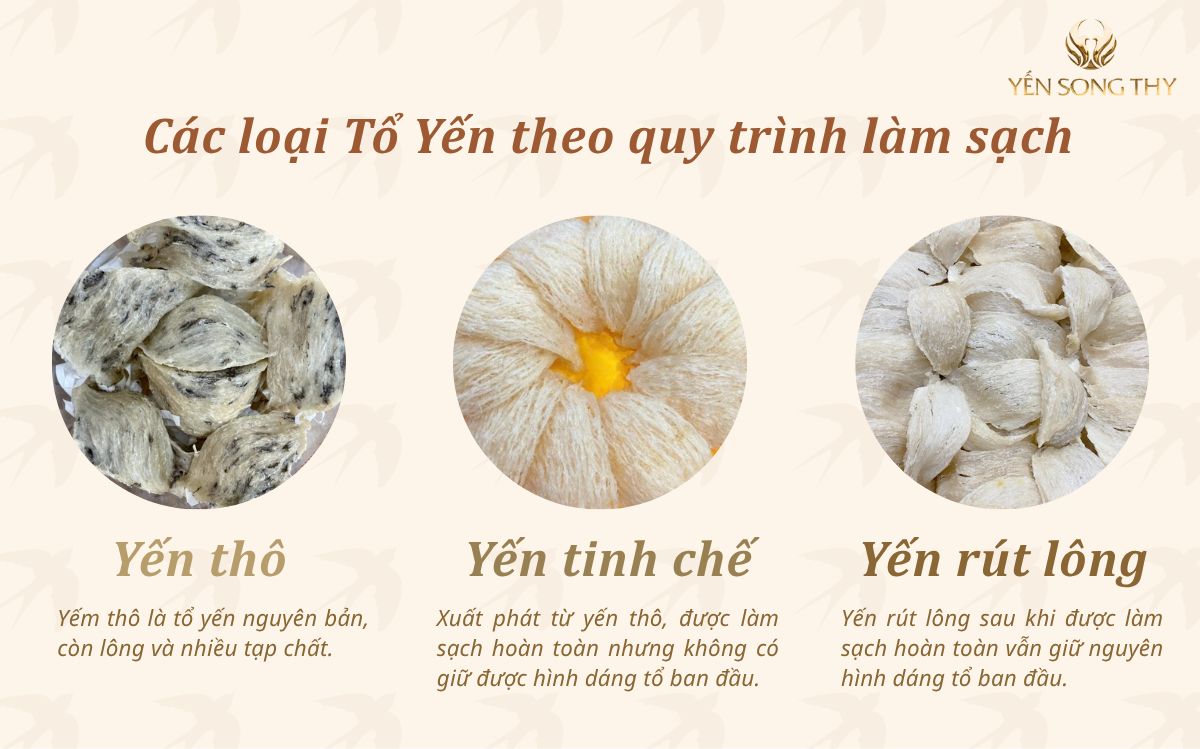 Các loại tổ yến khi được phân loại theo quy trình làm sạch có những yếu tố và đặc điểm khác nhau