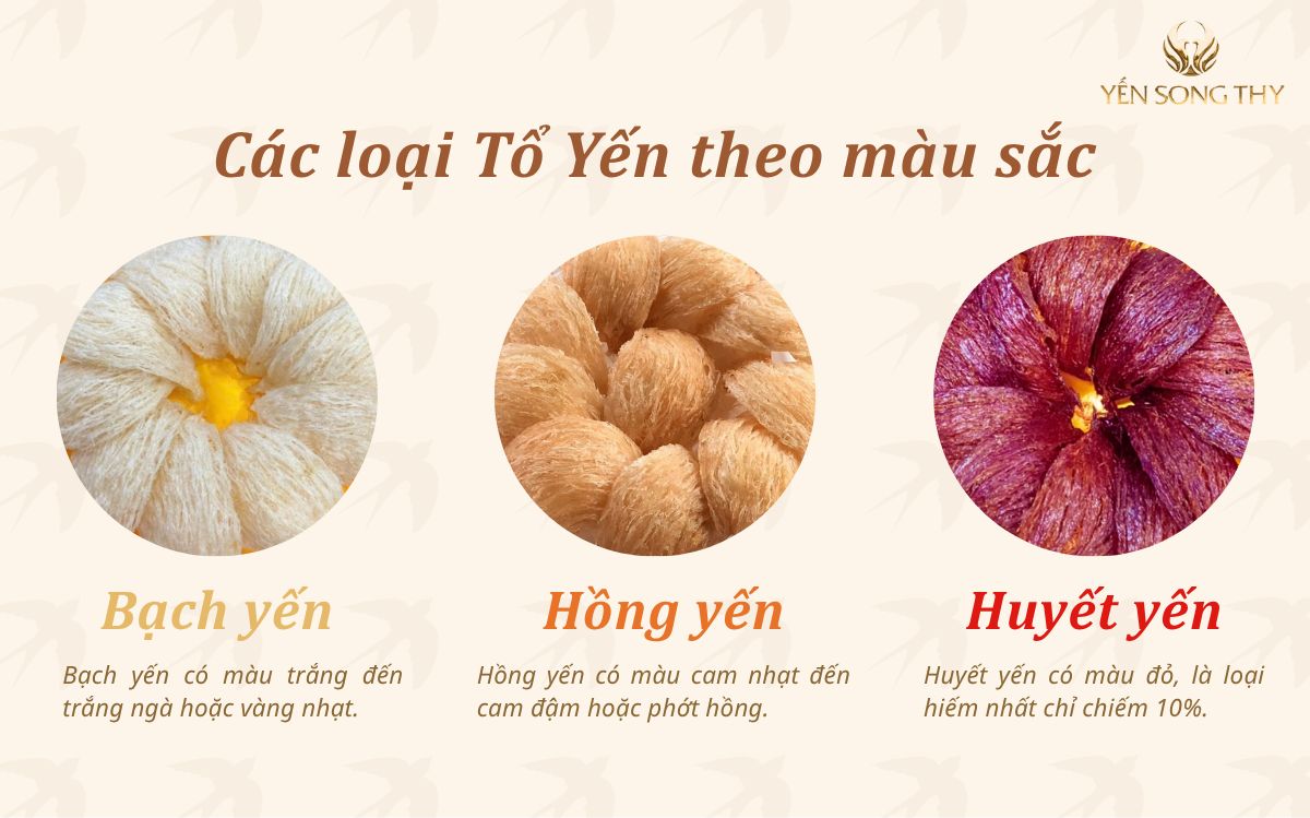 Màu sắc của yến được chia làm ba loại là bạch yến, hồng yến và huyết yến