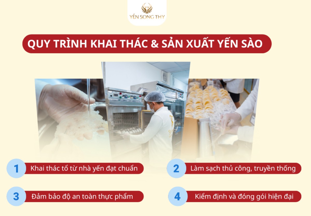 Quy trình sản xuất Yến Sào tại Song Thy Yến luôn an toàn và được kiểm định nghiêm ngặt
