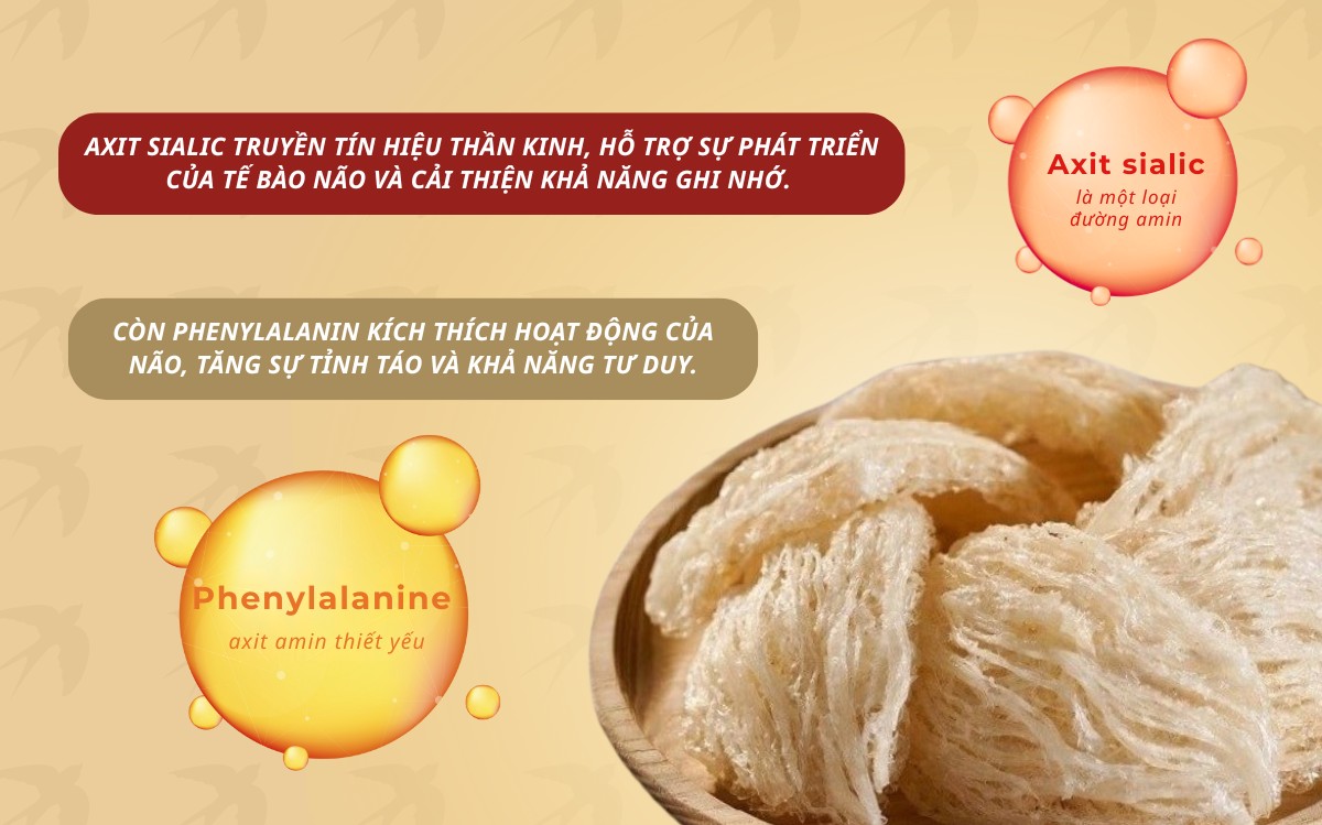 Tổ yến có nhóm chất tác động đến hoạt động của não giúp cải thiện khả năng ghi nhớ