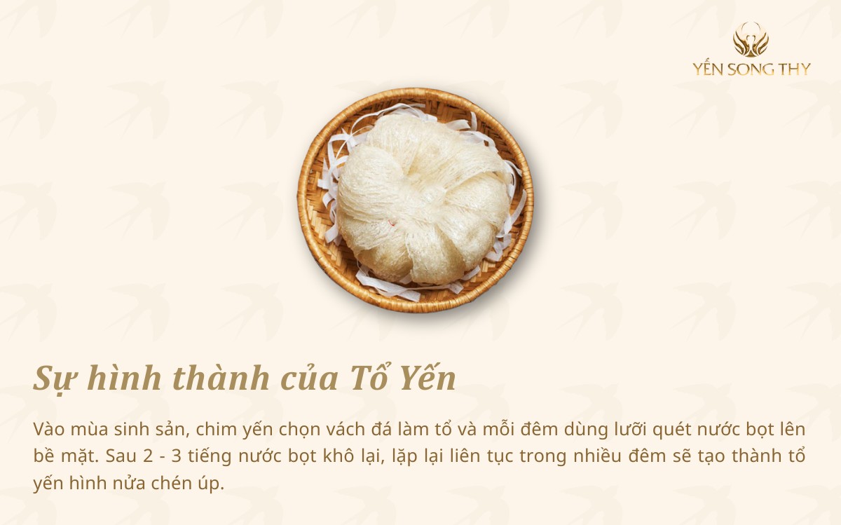 Tổ yến được hình thành qua quá trình chim yến quét nước bọt mỗi đêm