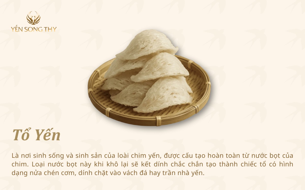 Tổ yến là nơi chim yến sinh sống và đẻ trứng