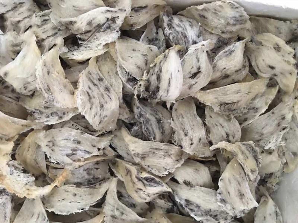 Yến thô chưa rút lông khi được bản quản đúng cách sẽ có hạn sử dụng từ 2 đến tối đa 3 năm